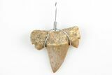 .75" to 1.25" Wire Wrapped Otodus Shark Tooth Pendant - Morocco - Photo 3